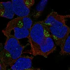 Anti-FAM26E Antibody