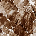 Anti-TAB3 Antibody