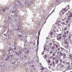 Immunohistochemical staining of human kidney using Anti-OPTC antibody HPA034951.