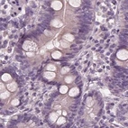Immunohistochemical staining of human duodenum using Anti-OPTC antibody HPA034951.