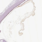 Immunohistochemical staining of human eye using Anti-OPTC antibody HPA034952.