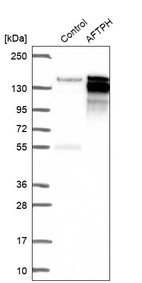Western blot analysis in control (vector only transfected HEK293T lysate) and AFTPH over-expression lysate (Co-expressed with a C-terminal myc-DDK tag (~3.1 kDa) in mammalian HEK293T cells, LY413655).