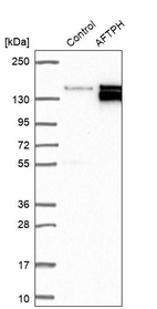 Western blot analysis in control (vector only transfected HEK293T lysate) and AFTPH over-expression lysate (Co-expressed with a C-terminal myc-DDK tag (~3.1 kDa) in mammalian HEK293T cells, LY413655).