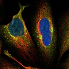 Immunofluorescent staining of human cell line U-2 OS shows localization to cytosol, the Golgi apparatus & vesicles.
