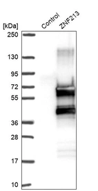 Western blot analysis in control (vector only transfected HEK293T lysate) and ZNF213 over-expression lysate (Co-expressed with a C-terminal myc-DDK tag (~3.1 kDa) in mammalian HEK293T cells, LY418147).