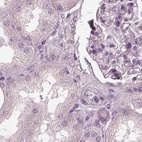 Immunohistochemical staining of human kidney using Anti-OPTC antibody HPA034952.