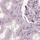 Immunohistochemical staining of human kidney using Anti-OPTC antibody HPA034952.