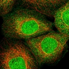 Immunofluorescent staining of human cell line A-431 shows localization to nucleus, nuclear membrane & cytosol.