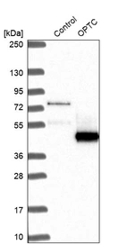 Western blot analysis in control (vector only transfected HEK293T lysate) and OPTC over-expression lysate (Co-expressed with a C-terminal myc-DDK tag (~3.1 kDa) in mammalian HEK293T cells, LY415340).
