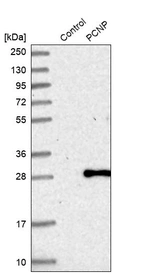 Western blot analysis in control (vector only transfected HEK293T lysate) and PCNP over-expression lysate (Co-expressed with a C-terminal myc-DDK tag (~3.1 kDa) in mammalian HEK293T cells, LY412527).
