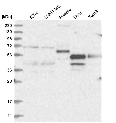 Anti-NR2C1 Antibody
