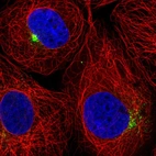 Immunofluorescent staining of human cell line A-431 shows localization to microtubule organizing center.