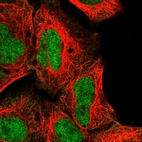 Immunofluorescent staining of human cell line HEK 293 shows localization to nucleoplasm & cytosol.