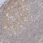 Immunohistochemical staining of human tonsil shows weak to moderate cytoplasmic positivity in germinal center cells.