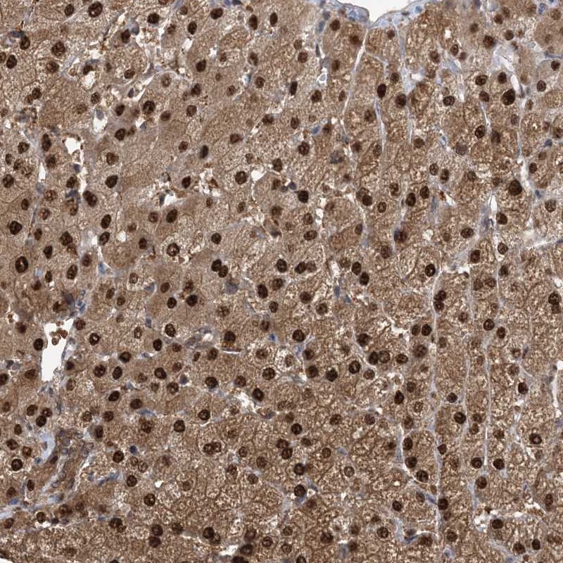 Anti-HIKESHI Antibody