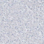 Anti-SEMA3F Antibody