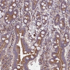 Immunohistochemical staining of human small intestine shows strong cytoplasmic positivity in glandular cells.