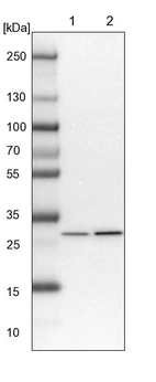 Lane 1: NIH-3T3 cell lysate (Mouse embryonic fibroblast cells)_br/_Lane 2: NBT-II cell lysate (Rat Wistar bladder tumour cells)