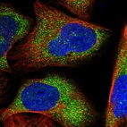 Immunofluorescent staining of human cell line U-2 OS shows localization to cytosol.