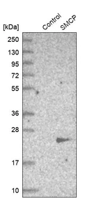 Western blot analysis in control (vector only transfected HEK293T lysate) and SMCP over-expression lysate (Co-expressed with a C-terminal myc-DDK tag (~3.1 kDa) in mammalian HEK293T cells, LY410741).