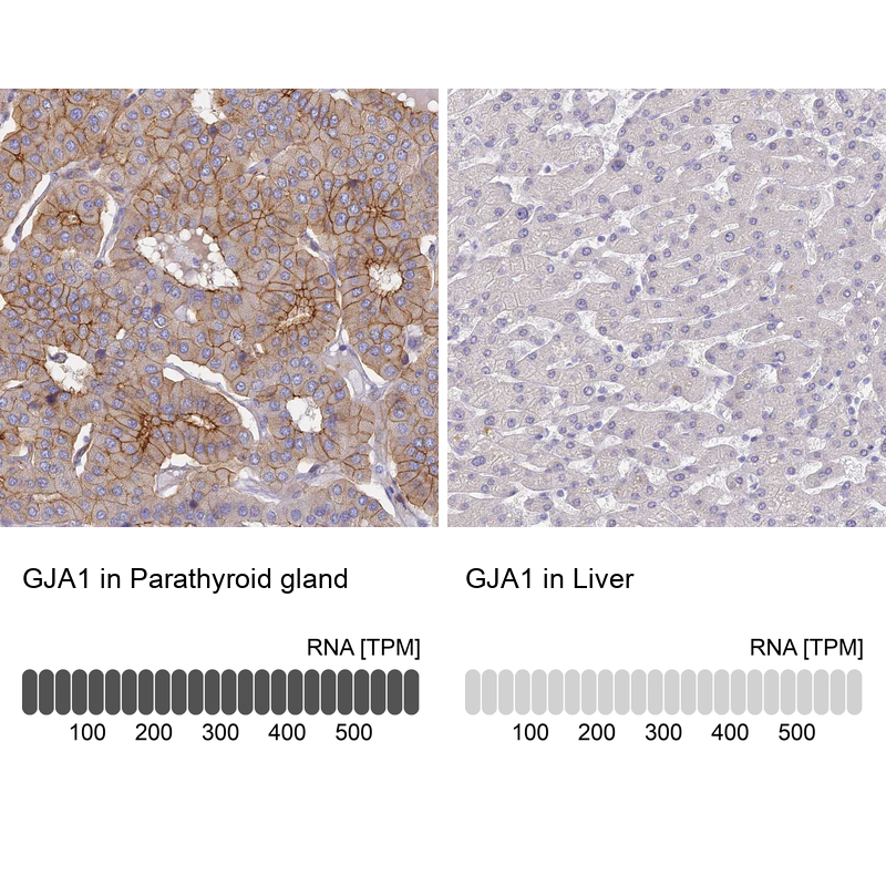 Anti-GJA1 Antibody