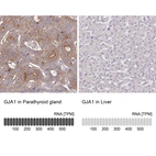 Anti-GJA1 Antibody