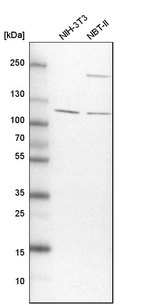 Western blot analysis in mouse cell line NIH-3T3 and rat cell line NBT-II.