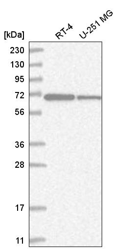 Anti-ZNF792 Antibody