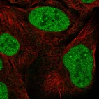Immunofluorescent staining of human cell line U-2 OS shows localization to nucleoplasm & nuclear bodies.
