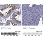 Anti-GKAP1 Antibody