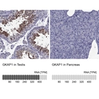 Anti-GKAP1 Antibody