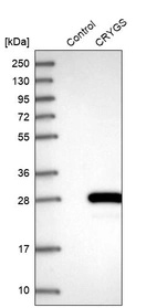 Western blot analysis in control (vector only transfected HEK293T lysate) and CRYGS over-expression lysate (Co-expressed with a C-terminal myc-DDK tag (~3.1 kDa) in mammalian HEK293T cells, LY413729).