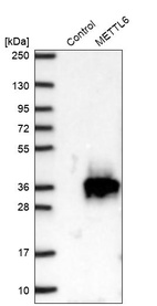 Western blot analysis in control (vector only transfected HEK293T lysate) and METTL6 over-expression lysate (Co-expressed with a C-terminal myc-DDK tag (~3.1 kDa) in mammalian HEK293T cells, LY407564).