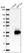 Anti-METTL6 Antibody