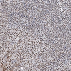 Immunohistochemical staining of human tonsil shows moderate nuclear positivity in germinal center cells.