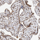 Immunohistochemical staining of human placenta shows strong nuclear positivity in trophoblastic cells.