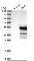 Western blot analysis in control (vector only transfected HEK293T lysate) and GKAP1 over-expression lysate (Co-expressed with a C-terminal myc-DDK tag (~3.1 kDa) in mammalian HEK293T cells, LY410835).