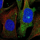 Immunofluorescent staining of human cell line U-2 OS shows localization to cytosol & microtubule organizing center.