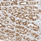 Immunohistochemical staining of human stomach shows strong positivity in cytoplasm granular in glandular cells.