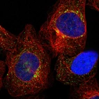 Immunofluorescent staining of human cell line U-2 OS shows localization to the Golgi apparatus & vesicles.