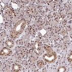Anti-MAML2 Antibody