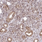 Anti-MAML2 Antibody