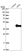 Anti-UPP2 Antibody