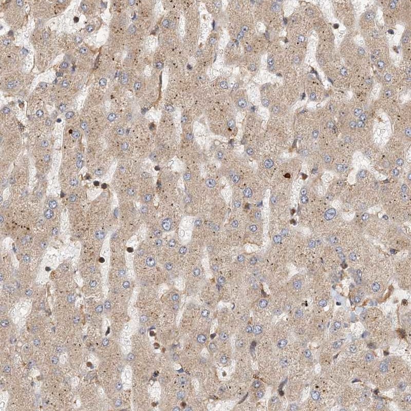 Anti-COLEC11 Antibody