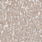 Anti-COLEC11 Antibody