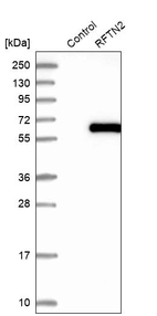Western blot analysis in control (vector only transfected HEK293T lysate) and RFTN2 over-expression lysate (Co-expressed with a C-terminal myc-DDK tag (~3.1 kDa) in mammalian HEK293T cells, LY408260).