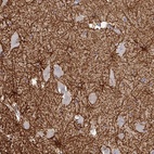 Anti-THOP1 Antibody