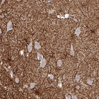 Anti-THOP1 Antibody