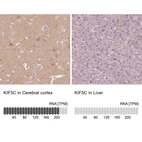 Anti-KIF5C Antibody