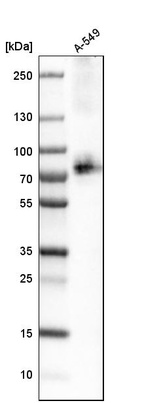 Western blot analysis in human cell line A-549.